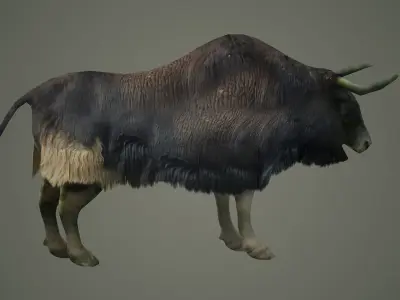 animals mammal animation nature wild ox yak domestic yak 3D model