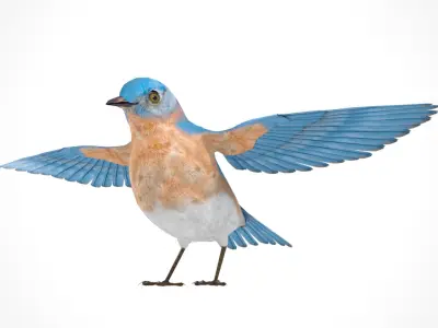 3D Bird Pack Eastern Bluebird Male and Female Low-poly 3D model