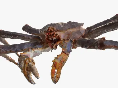 King crab 3D model