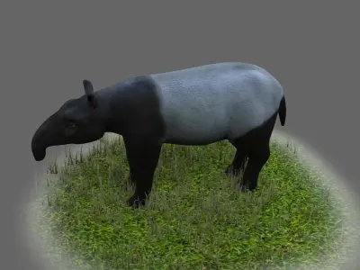 Lowland tapir Tapirus terrestris South tapir 3D model
