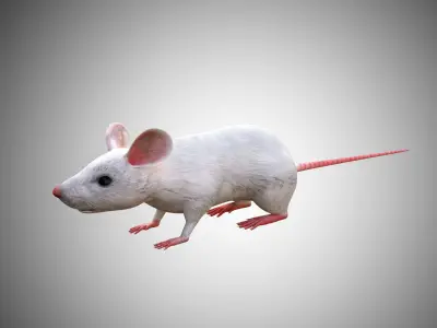 White Mouse Mice Low Poly Rigged  Low-poly 3D model