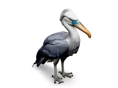 Realistic Shoebill Stork 3D Model Low-poly 3D model