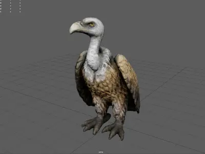 Vulture Low-poly 3D model
