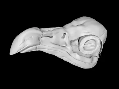Vulture skull Low-poly 3D model