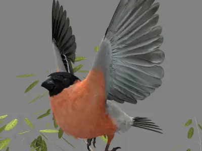 Eurasian Bullfinch - rigged - animated 3D model