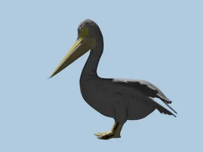 Pelican 3D model Low-poly 3D model
