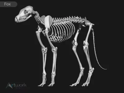 Fox skeleton 3D model