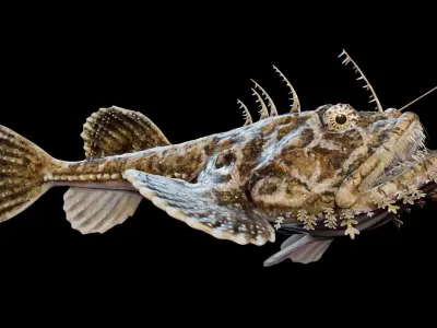 Monkfish Animated 3D model