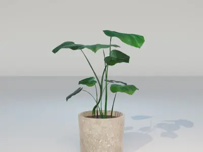 Monstera House Plant High Poly 3D model