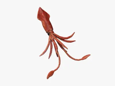 squid transparent Low-poly 3D model