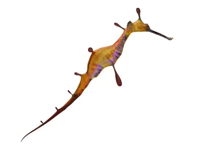 Sea Dragon Syngnathussp Low-poly 3D model