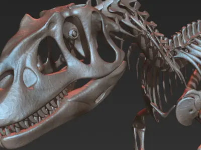 Allosaurus skeleton model Low-poly 3D model