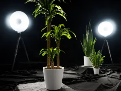  Dracaena Mass Cane Potted Plant Model 