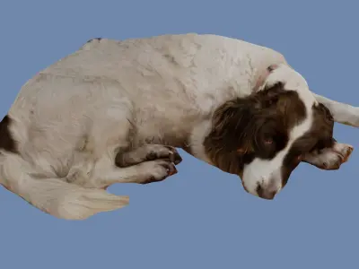 Old Sleeping Springer Spaniel Dog Photoscan Low-poly 3D model