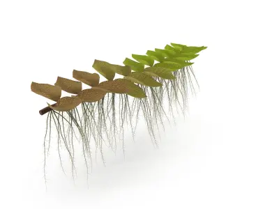 Salviniya ushastaya 3D model