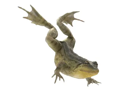 Swimming Northern Green Frog Rigged and Animated 3D model