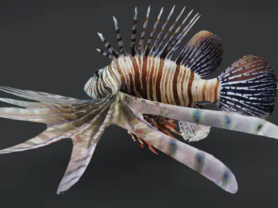 Realistic Lionfish Animated 3D model