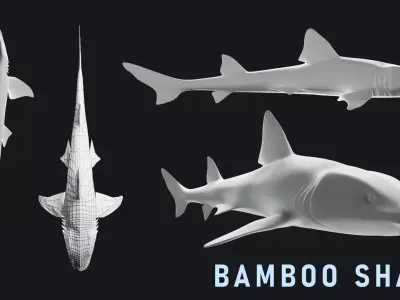 Bamboo Shark Base Mesh Low-poly 3D model