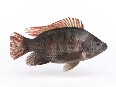 Tilapia Fish 3D model
