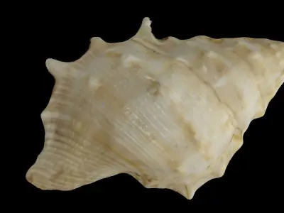 Seashell photoscanned model Free low-poly 3D model