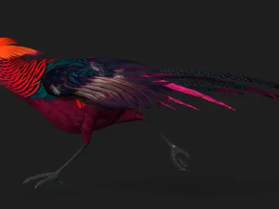 Pheasant A3 3D model