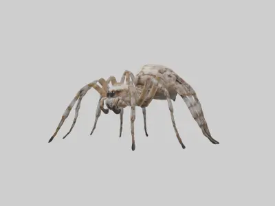 Garden Spider Low-poly 3D model