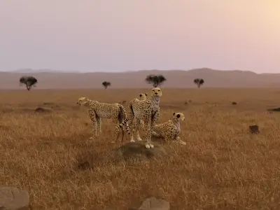 Cheetah Low-poly 3D model