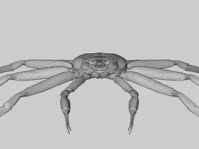 Snow crab 3D model