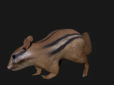 Chipmunk Indian Squirrel 3D model