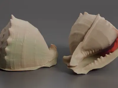 Seashell 3D print model
