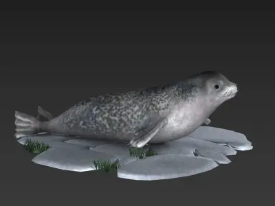 nature wildlife swimming animal ocean underwater seal walru 3D model