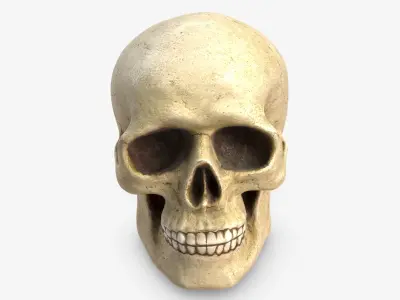 Skull 5 3D model