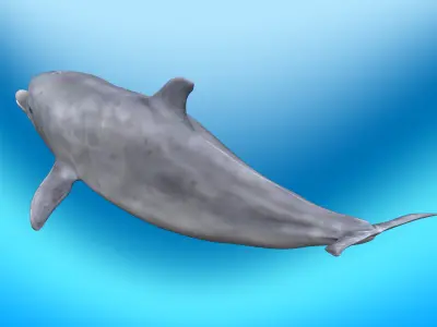 Dolphin Rig 3D model