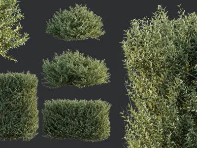 AV Gray Box Westringia Fruticosa Coastal Rosemary 3D model