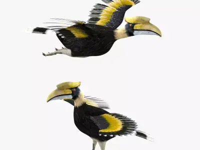 Hornbill bird rigged 3d model Low-poly 3D model