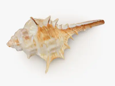 Murex Carbonnieri 3D model