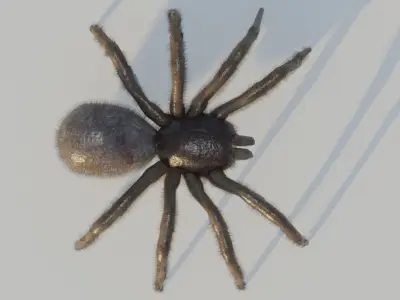 Low-Poly Spider RIGGED Free low-poly 3D model