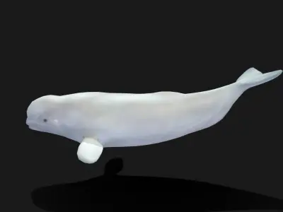 Beluga Whale - Animated Low-poly 3D model