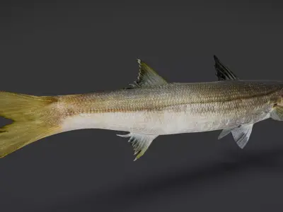 Realistic Red Barracuda Animated 3D model