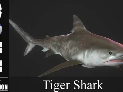 Tiger Shark Low-poly 3D model