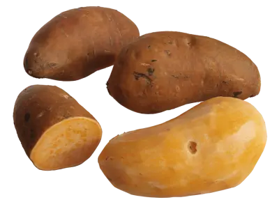  Sweet Potato Models 