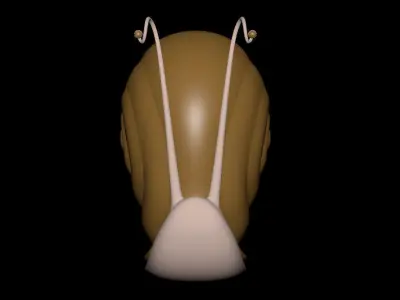 Snail 3D model