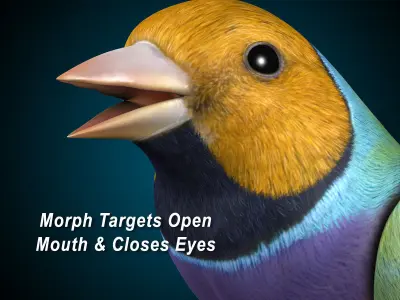 Finch - Wings Folded 3D model