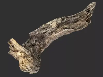 3d scan Tree trunk 3D model