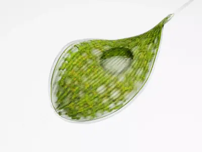 Phacus rigged Low-poly 3D model