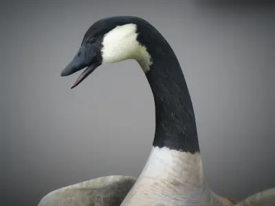 Animated Canada Goose 3D model