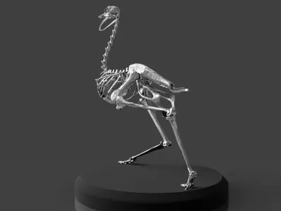 Silver Ostrich Skeleton for Visual Art 3D model