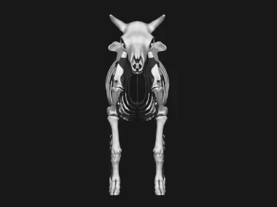 Cow skeleton 3D model