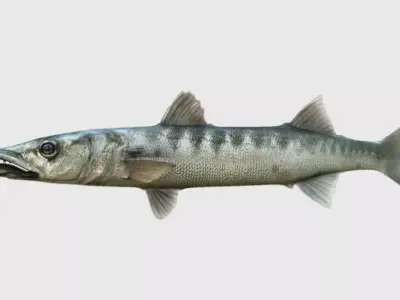 barracuda fish 3d model 3D model