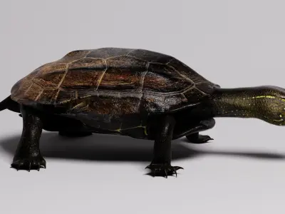 Realistic Turtle high res 3D model 3D model